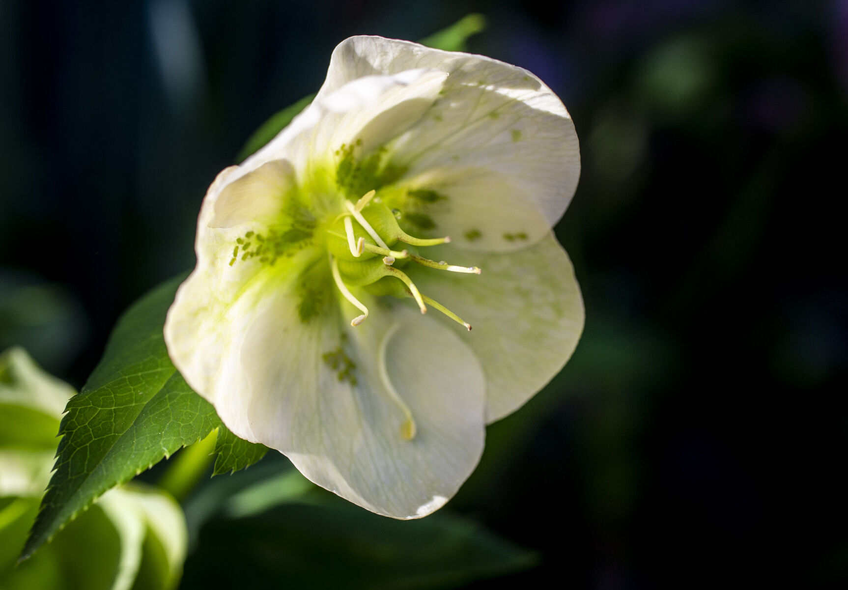 Spring Flowers